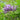 Wisteria frutescens native vine with blue flower clusters