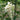 Wisteria macrostachya Clara Mack white flower vine
