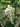 Wisteria macrostachya Clara Mack white flower vine