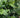 Elettaria cardamomum