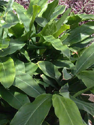 cardamom plant indoors Elettaria cardamomum – Tropical Foliage Cardamom Plant – Woodlanders