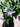 Solanum rantonnettii