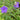 Tibouchina urvilleana purple flowering plant in bloom
