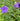 Tibouchina urvilleana purple flowering plant in bloom