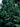 Ilex cassine (male)