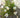 Zephyranthes candida