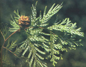 Flat, fanning sprays of Fokienia hodginsii foliage, the scale leaves marked beneath with chalky white bands.