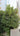 Ilex integra