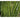 Dasylirion texanum