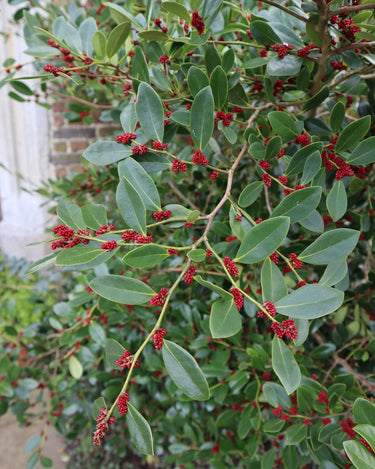 Distylium racemosum, isu tree, an evergreen shrub offered by Woodlanders.