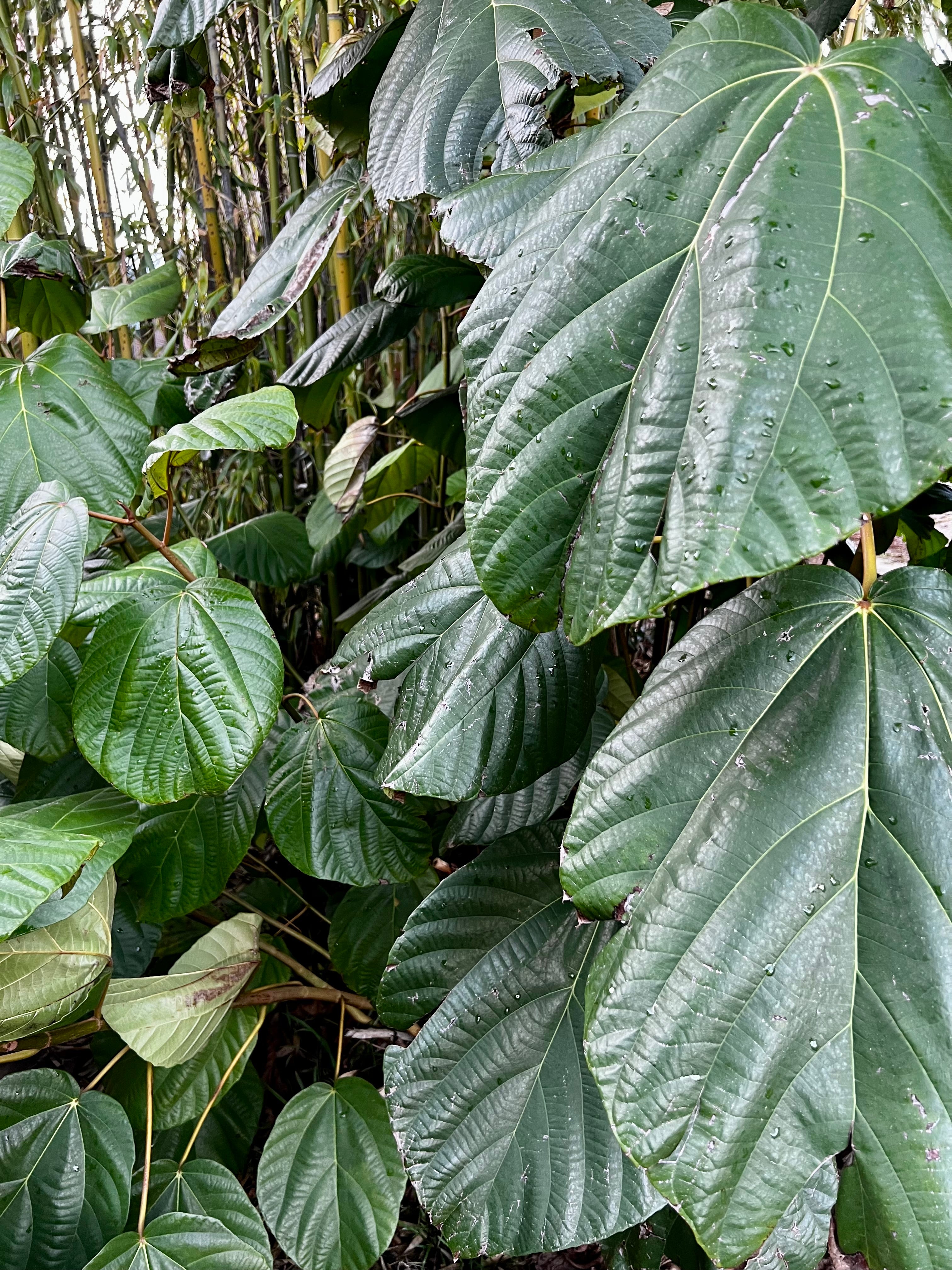 elephant ear fig plant Ficus roxburghii – The Noble Elephant Ear Fig