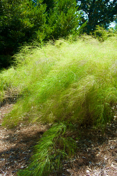 Muhlenbergia dumosa, bamboo muhly, an ornamental grass offered by Woodlanders.