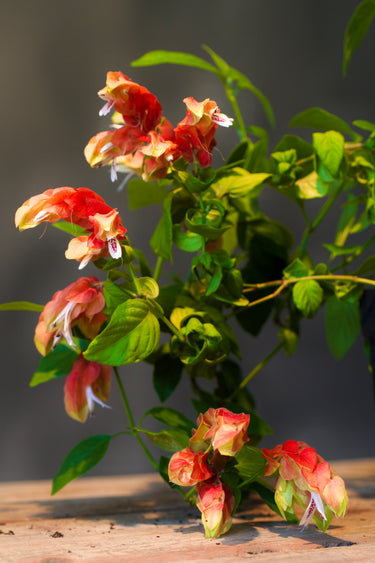 Justicia brandegeana shrimp plant with orange flower bracts