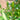Ilex paraguariensis, yerba mate, an evergreen tree offered by Woodlanders.