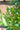 Ilex paraguariensis, yerba mate, an evergreen tree offered by Woodlanders.