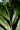 Elettaria cardamomum