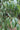 Eucommia ulmoides, hardy rubber tree, dark glossy elm-like leaves with strongly marked veins