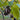 Eucommia ulmoides, hardy rubber tree, foliage and grayish furrowed bark of the du zhong tree