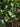 Dichroa versicolor, evergreen hydrangea, a shrub offered by Woodlanders.