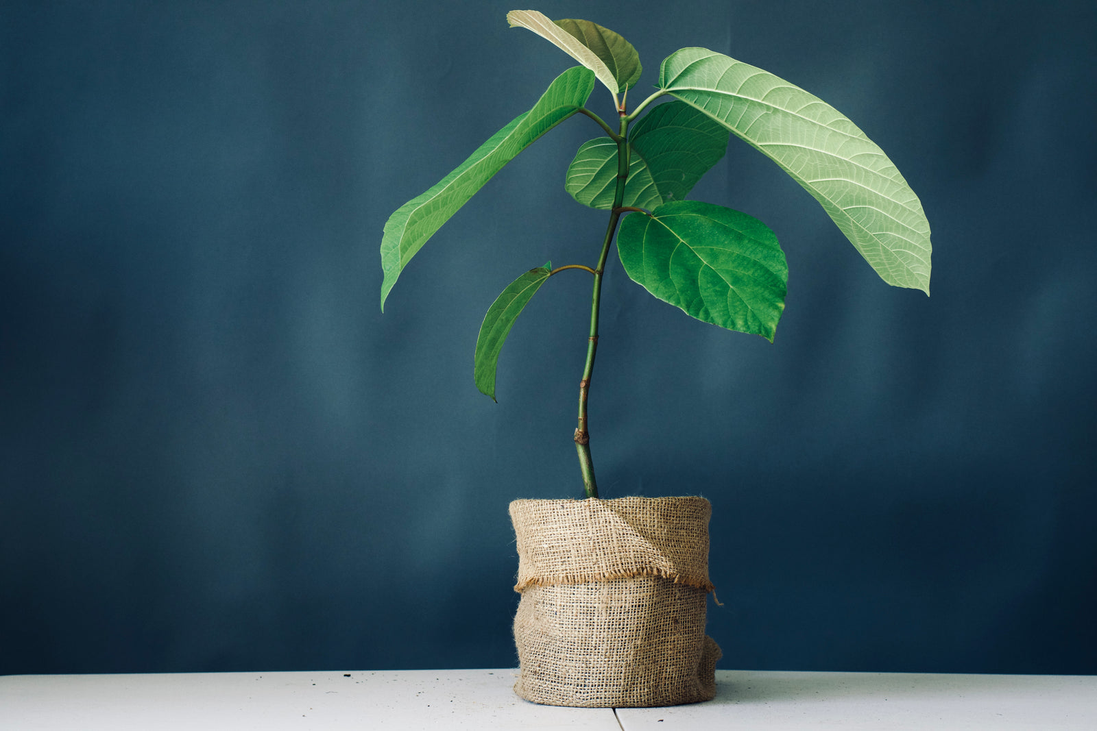What to expect when your plants arrive