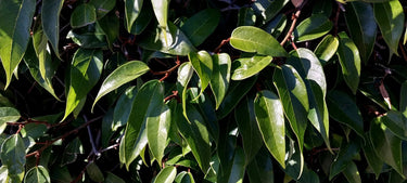 Ficus nipponica, an evergreen climbing fig offered by Woodlanders.