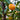 Fortunella obovata 'Changshou', Changshou kumquat, round orange fruit on a glossy evergreen citrus.