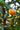 Fortunella obovata 'Changshou', Changshou kumquat, round orange fruit on a glossy evergreen citrus.