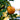 Fortunella obovata 'Changshou', Changshou kumquat, potted compact evergreen citrus with fruit.