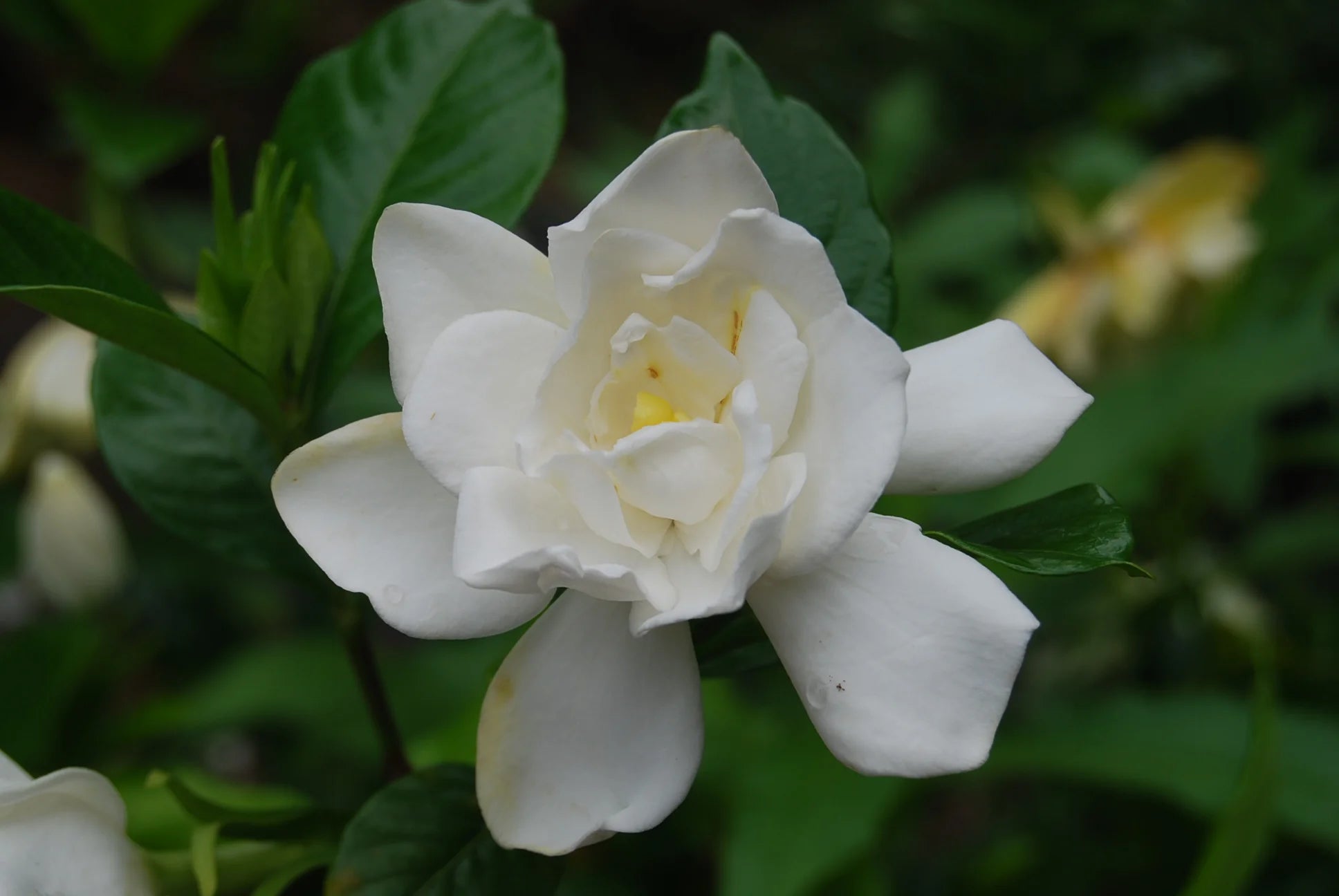 Gardenia jasminoides Chuck Hayes – Cold Hardy Gardenia – Woodlanders