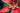 Hibiscus coccineus
