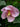 Hibiscus grandiflorus