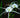 Hymenocallis liriosme