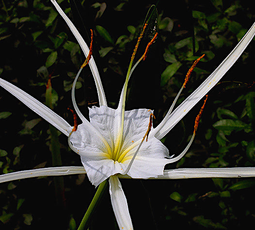 spider lily white flower Hymenocallis liriosme
