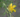 Hypericum lissophloeus