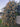 Buddleja madagascariensis