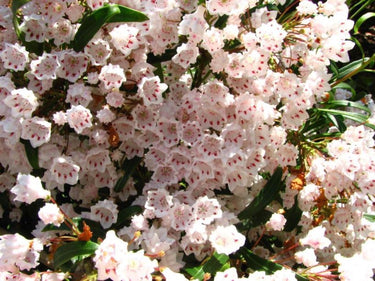 A cluster of pink banded flowers resembling Kalmia latifolia 'Willowwood' in bloom.