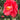 Red Camellia Japonica Anacostia with evergreen foliage