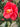 Red Camellia Japonica Anacostia with evergreen foliage