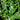 Ilex vomitoria native shrub with dense form and red berries