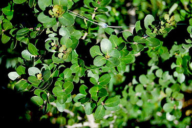 Ilex vomitoria native shrub with dense form and red berries