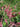 Indigofera amblyantha