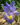 Iris verna