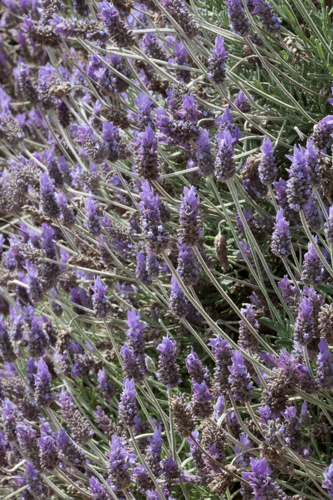 planting lavender in malaysia Lavandula dentata