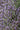 Lavandula dentata
