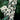 Kalmia angustifolia var. caroliniana, Carolina sheep laurel, a native shrub offered by Woodlanders.