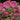 Kalmia angustifolia var. caroliniana, Carolina sheep laurel, a native shrub offered by Woodlanders.