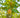 Meiwa Kumquat