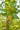 Meiwa Kumquat
