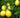 'Lakeland' Limequat