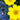Lanceleaf Coreopsis with bright yellow perennial wildflowers